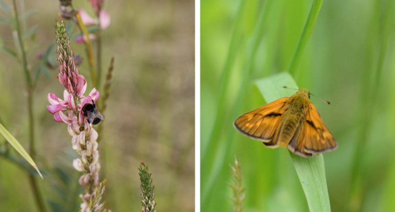 Bee and butterfly